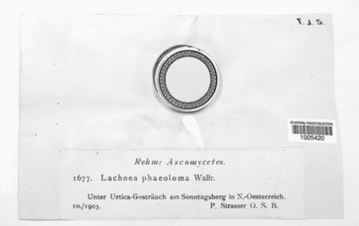 Melastiza phaeoloma image